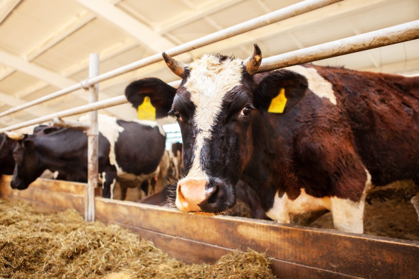 奶牛是一排一排的，在一个奶牛场里，吃着干草，大致的计划。牛奶产量。图片下载