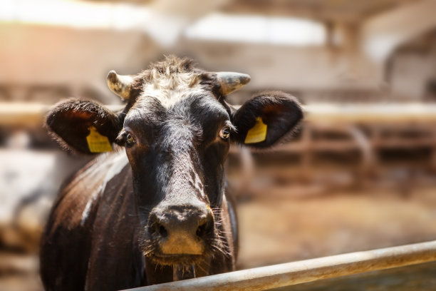 一头黑奶牛的头，在一个奶牛场的畜栏里，奶牛看着镜头，特写。图片下载