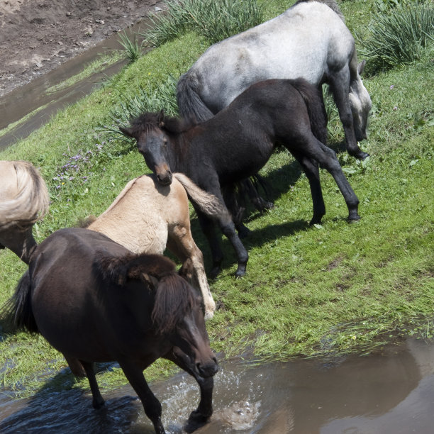 小溪边的一小群野马。图片下载