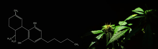 大麻植物CBD配方。图片下载