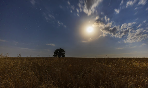 月光照耀着麦田图片下载