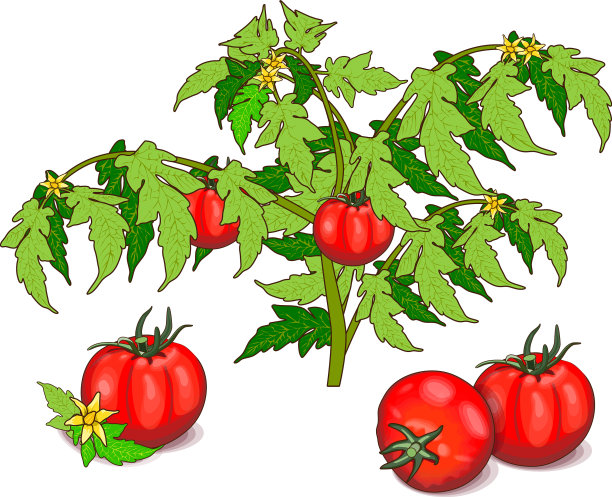 布什的西红柿图片下载