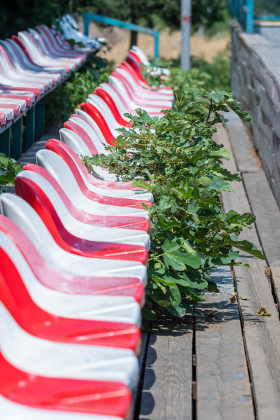 一棵无花果树矗立在街头体育场的红白座椅之间图片下载