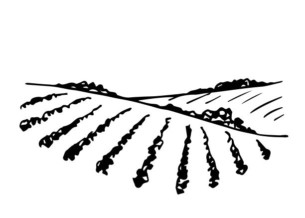 简单的手绘矢量素描水墨。农田、葡萄园。成排的葡萄丛，小山。种植有机产品、蔬菜。食品和饮料标签。图片下载