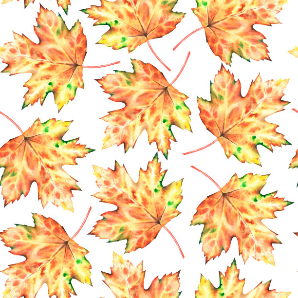 秋叶无缝图案。水彩的插图。孤立在白色背景上。图片下载