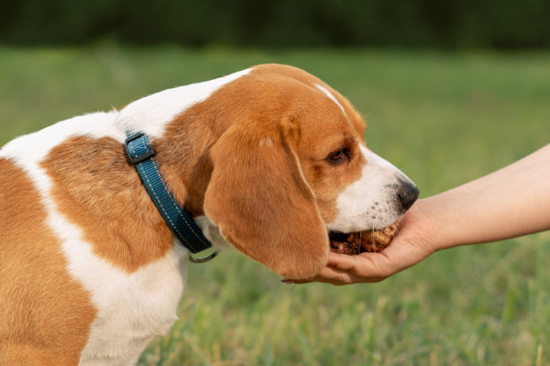 快乐的狗狗在户外吃零食，从女性手中，特写肖像图片下载