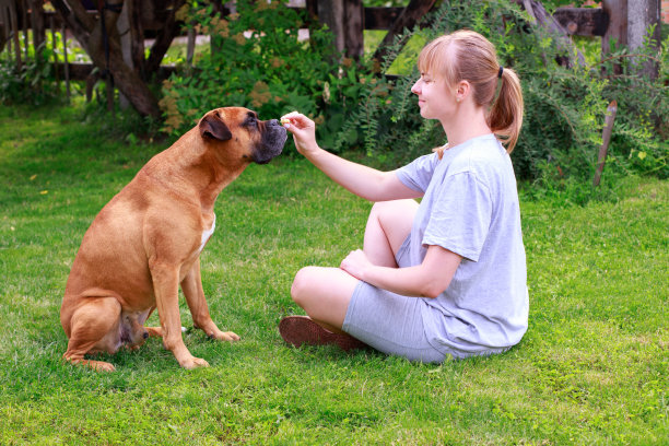 一个坐在花园草坪上给德国拳击手喂食的女人图片下载