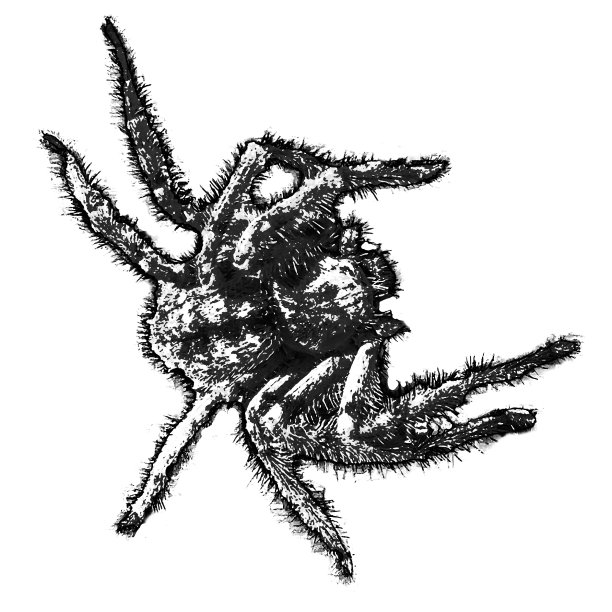 大蜘蛛over纹理图片下载