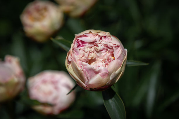 花的墙纸。背景用花卉微距摄影，植物特写。娇嫩的粉红色牡丹花蕾。图片下载
