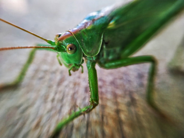叶上昆虫特写镜头图片下载
