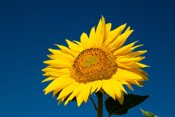 蓝色天空上黄色向日葵的特写图片下载