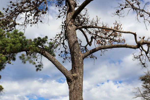 松树和蓝天图片下载