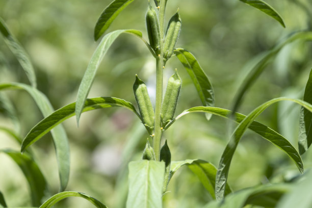 农村农田种植了芝麻图片下载