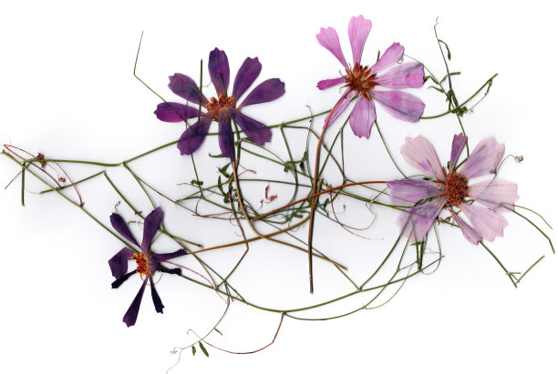 干花瓣，应用花束干花图片下载