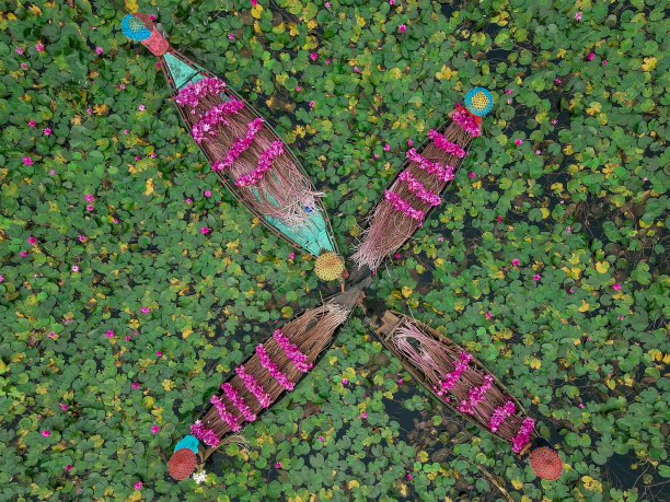 收获睡莲图片下载