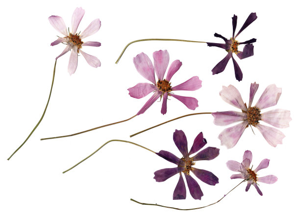 干花瓣，应用花束干花图片下载