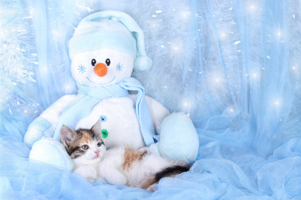 蓝色背景的猫。小猫关闭。冬天的小猫。圣诞快乐。新年贺卡快乐。2023. 闪亮的星星。可爱的小灰猫睡在一个玩具雪人的脚上。图片下载