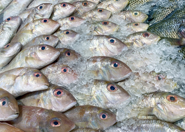 凯撒·库宁，红腹黄尾鱼，超市里的黄尾鱼图片下载