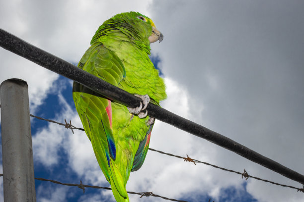 美丽的鹦鹉鸟画像图片下载