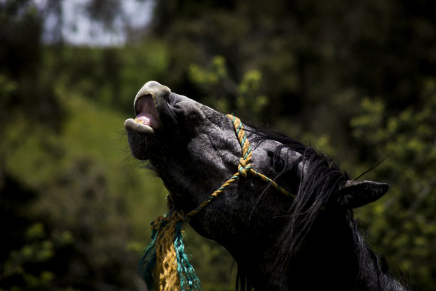 漂亮的马的肖像图片下载