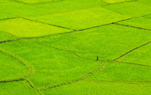 景观稻田，雨季美丽的绿色稻田，高角度视角图片下载