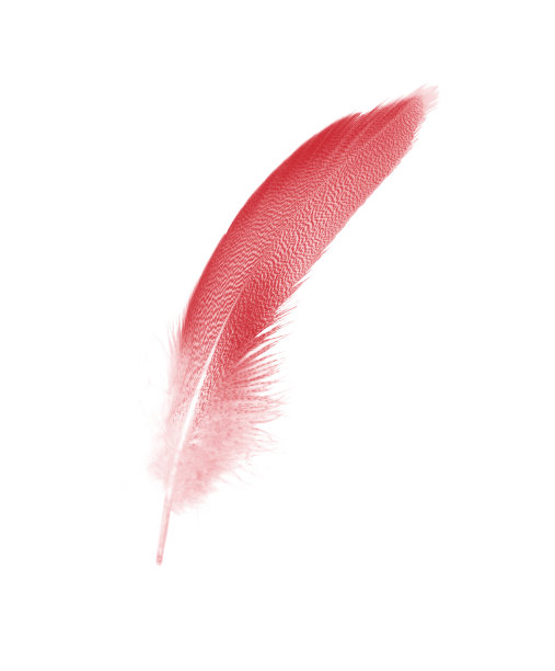 美丽的红栗色羽毛孤立在白色背景图片下载