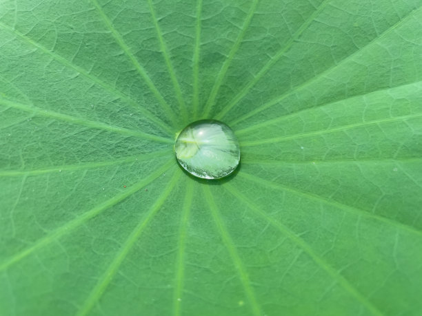 清澈的水滴在荷叶上。图片下载