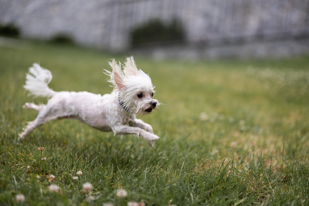 欢快的湿狗洗澡后在草地上奔跑图片下载