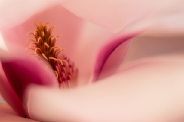 玉兰花有一个星形的中心和大弯曲的花瓣图片下载