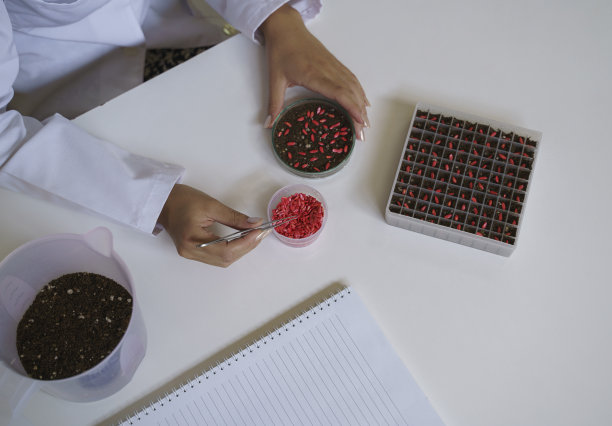 在实验室里检查瓜子的手的特写图片下载