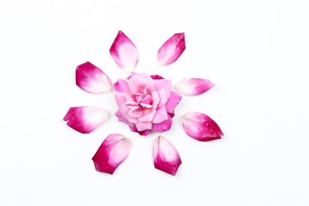 粉色的玫瑰图片下载