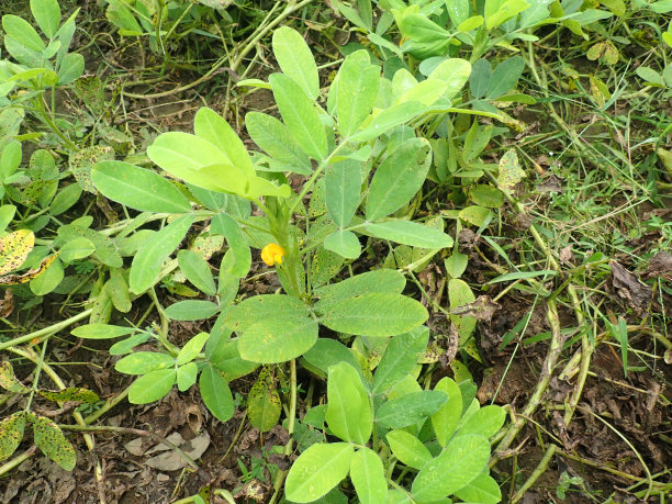 花生(Arachis hypogaea)是一种豆类作物，主要因其可食用的种子而种植。它广泛生长在热带和亚热带，对大小商业生产者都很重要。图片下载