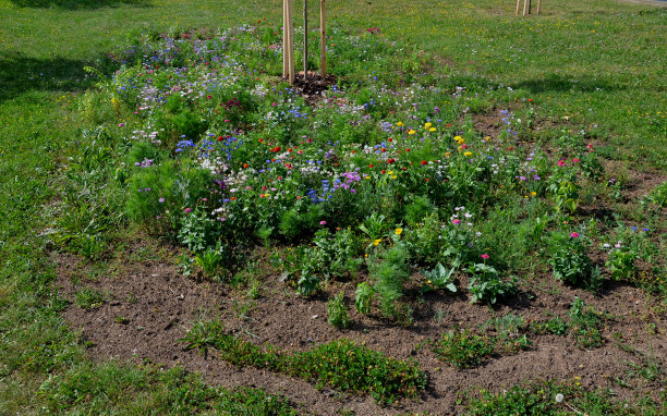 白色的圆锥花序开始直立，但最终由于自身的重量而向外和向下倾斜。树叶在秋天由栗色变成红色。图片下载
