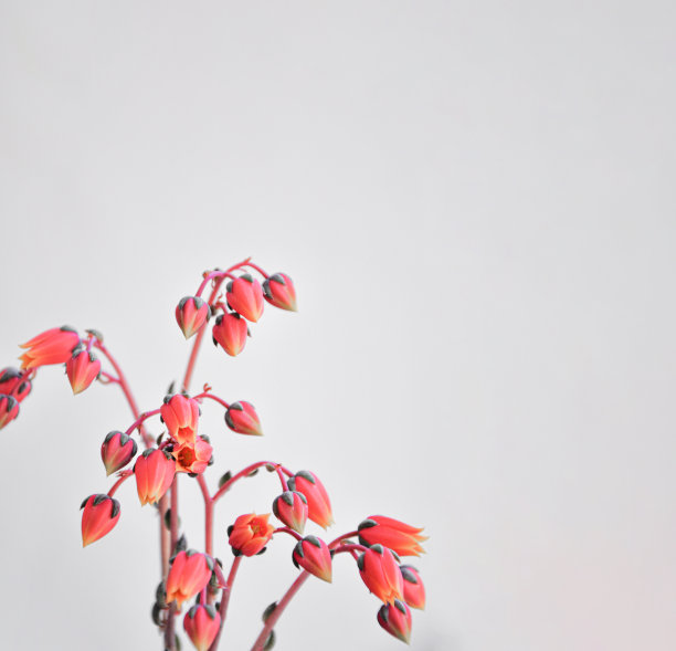 紫色石竹粉花，肉质植物。不寻常的多肉仙人掌时髦的珊瑚紫颜色。热带珊瑚多汁的花叶作为现代时尚的抽象背景图片下载