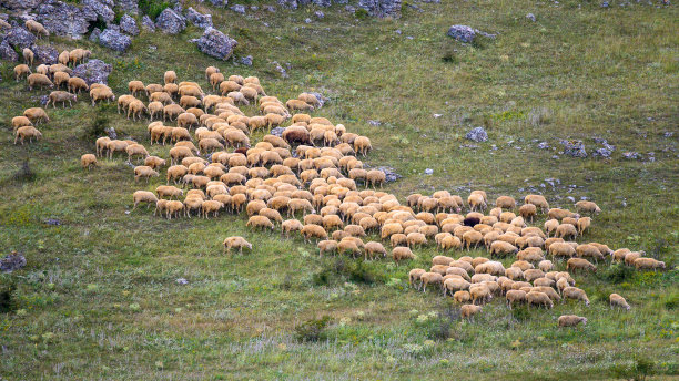 一群羊在草地上走着。养羊、畜牧、农业、家养羊。图片下载