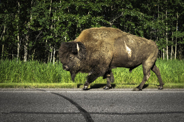 在加拿大阿尔伯塔省埃德蒙顿附近的麋鹿国家岛公园，一头野牛在路边漫步图片下载