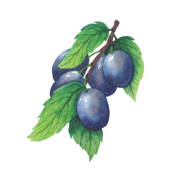 水彩李树枝绿叶和果实。图片下载