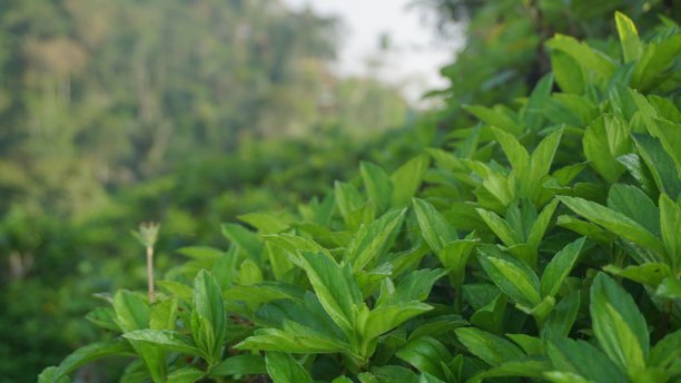 长在斜坡上的绿草图片下载