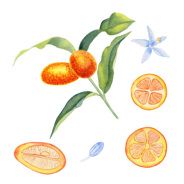 金桔水彩剪贴艺术集。橙色的水果挂在树枝上，一小片一小片的放在孤立的背景上。柑橘的花序和花。用于包装和菜单设计。图片下载