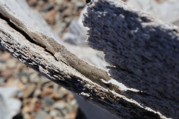 鲸鱼骨图片下载