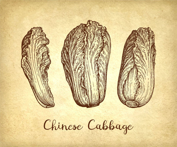 白菜水墨画图片下载