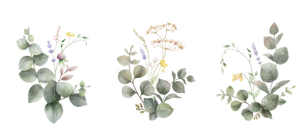 水彩向量集的绿色桉树枝和野花束孤立在白色背景。鲜花安排的邀请，卡片，横幅，网络。图片下载