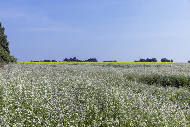 有白花采蜜的农田图片下载