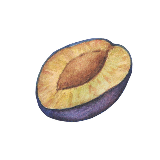 梅画水彩画孤立在白底。图片下载