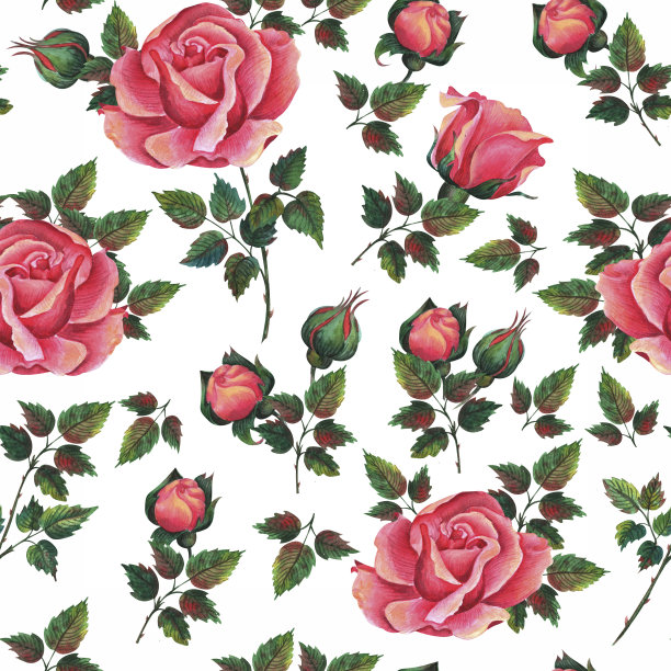 红黄玫瑰。水彩画。剪贴画图片下载