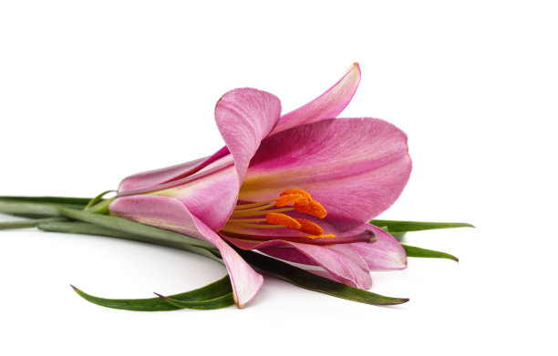 美丽的粉红色莉莉。图片下载