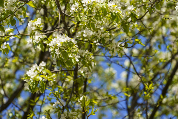 一棵开花果树的风景图片下载