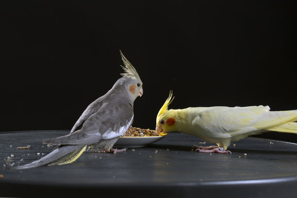 两只灰色和黄色的鹦鹉吃着碟子里的鸟食图片下载