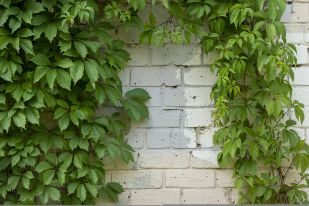 五叶爬山虎，又称维吉尼亚爬山虎，维多利亚爬山虎，五叶常春藤。白砖墙上的绿叶。自然背景。图片下载
