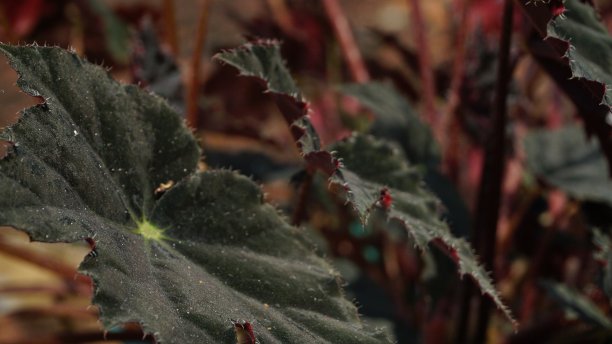海棠植物叶子-观赏室内植物，黑色的叶子图片下载